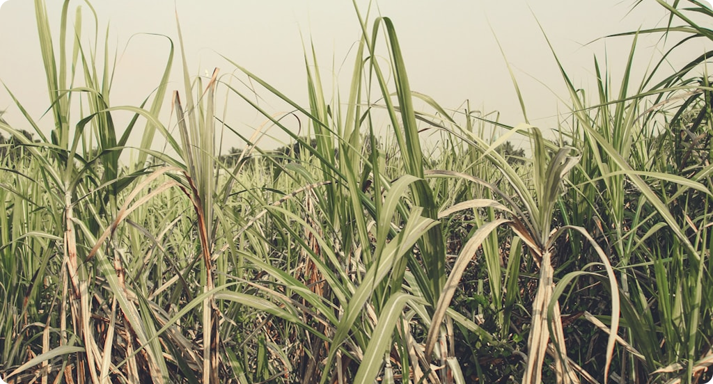 Organic Farming Programs